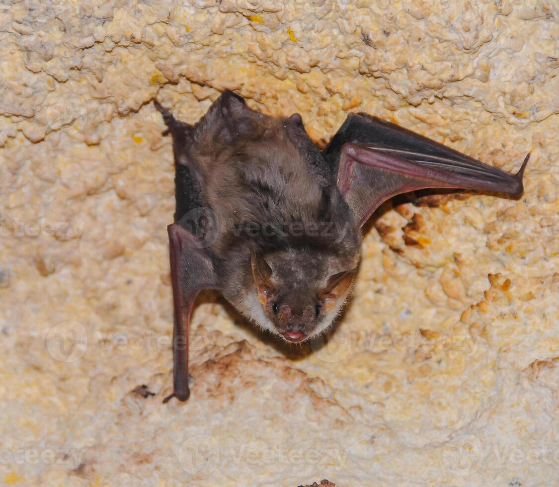 A bat rests upside down during the day in the catacombs of eastern Crimea photo
