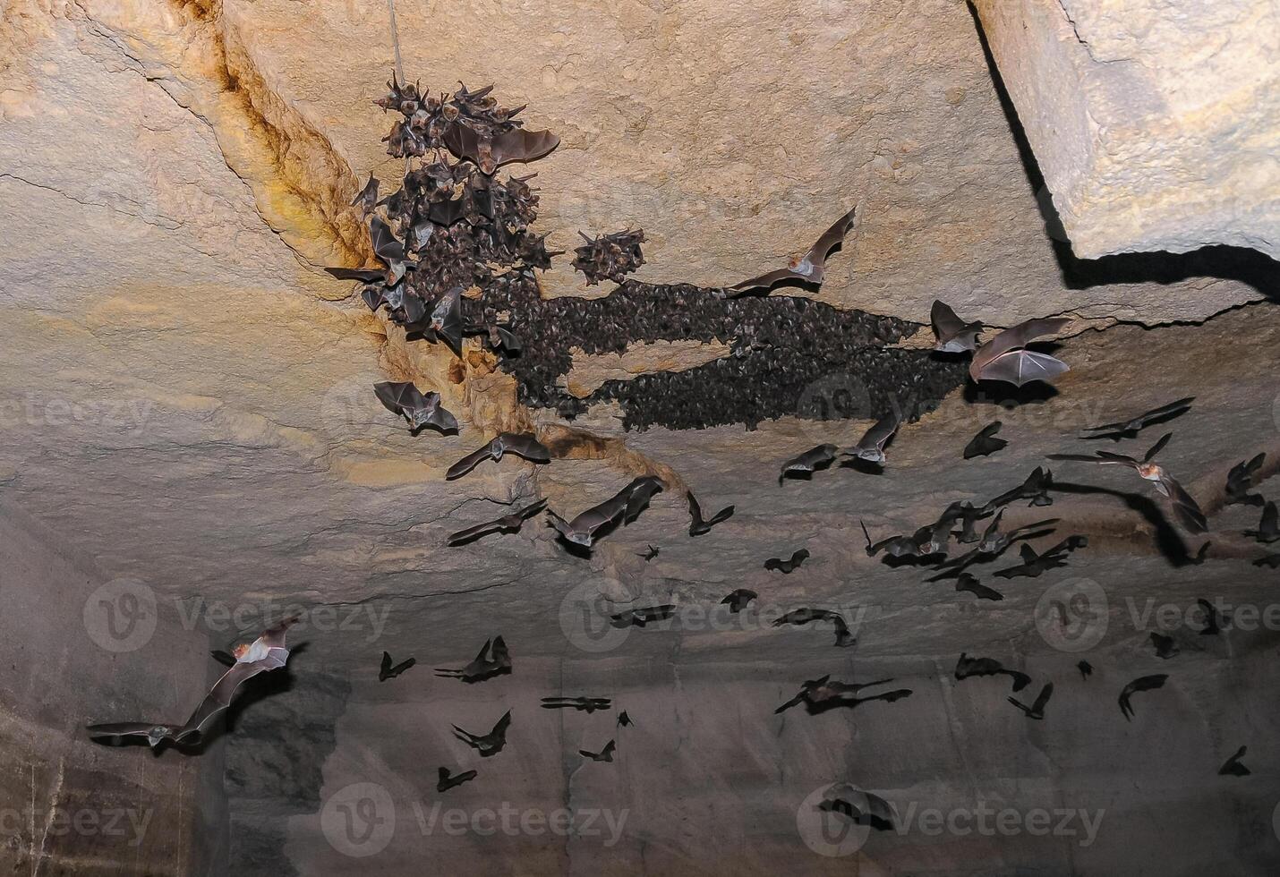 A large colony of bats resting during the day in the catacombs of eastern Crimea photo