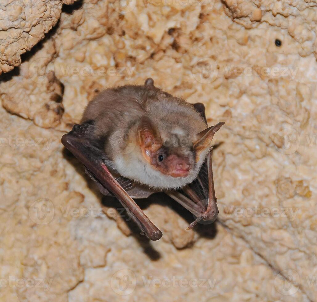 A bat rests upside down during the day in the catacombs of eastern Crimea photo