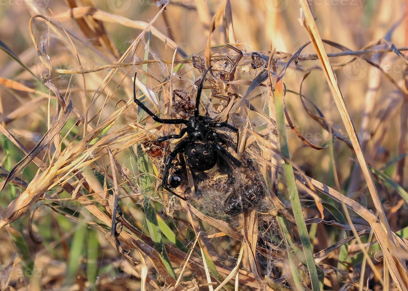 European black widow Latrodectus tredecimguttatus, a spider sits in the grass in its nest with killed insects photo
