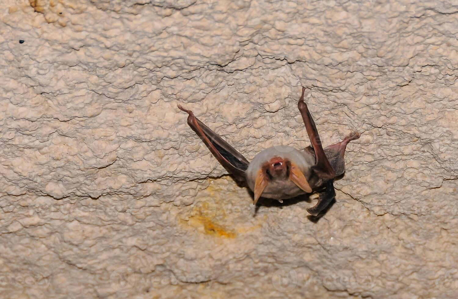 A bat rests upside down during the day in the catacombs of eastern Crimea photo
