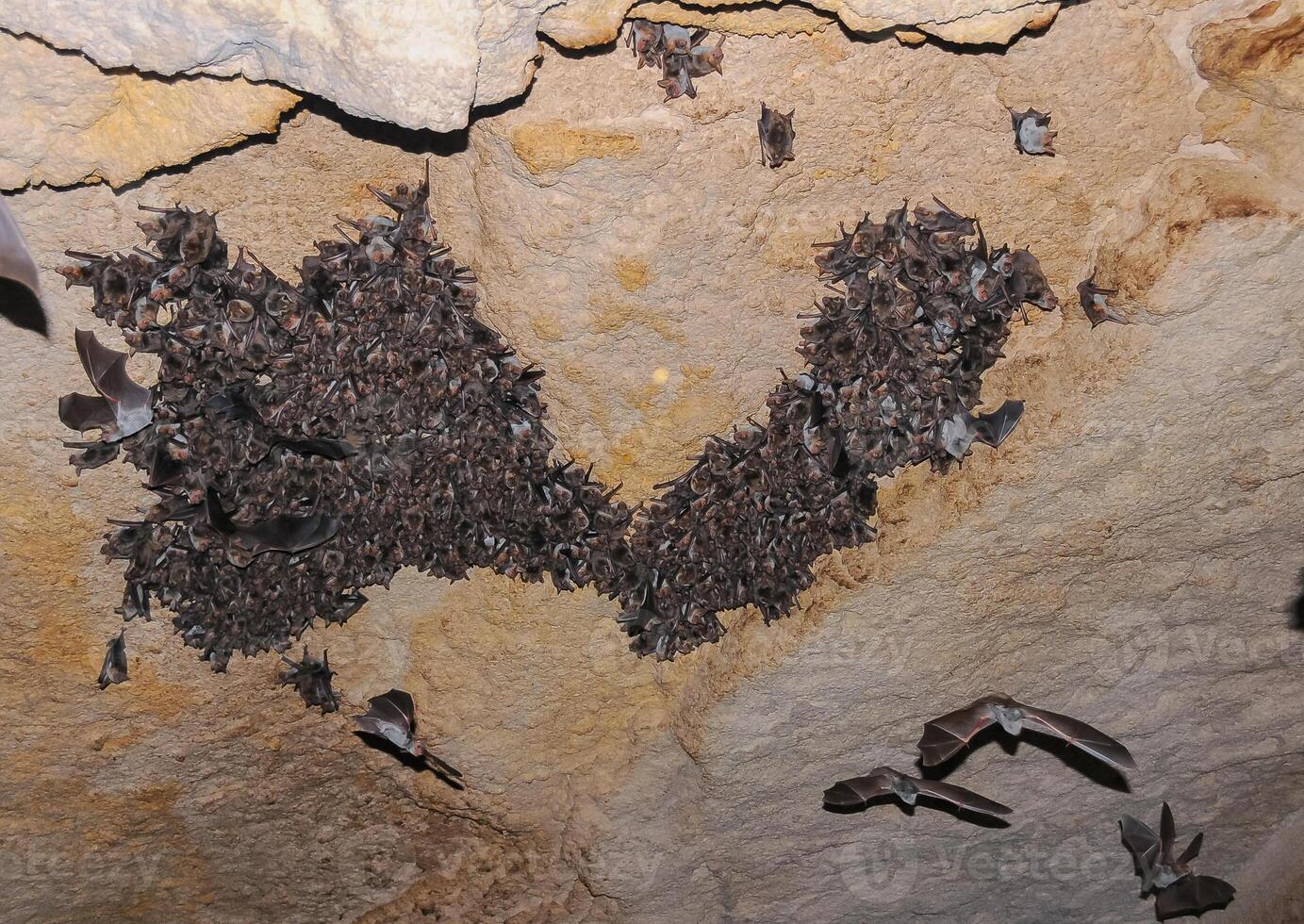 A large colony of bats resting during the day in the catacombs of eastern Crimea photo