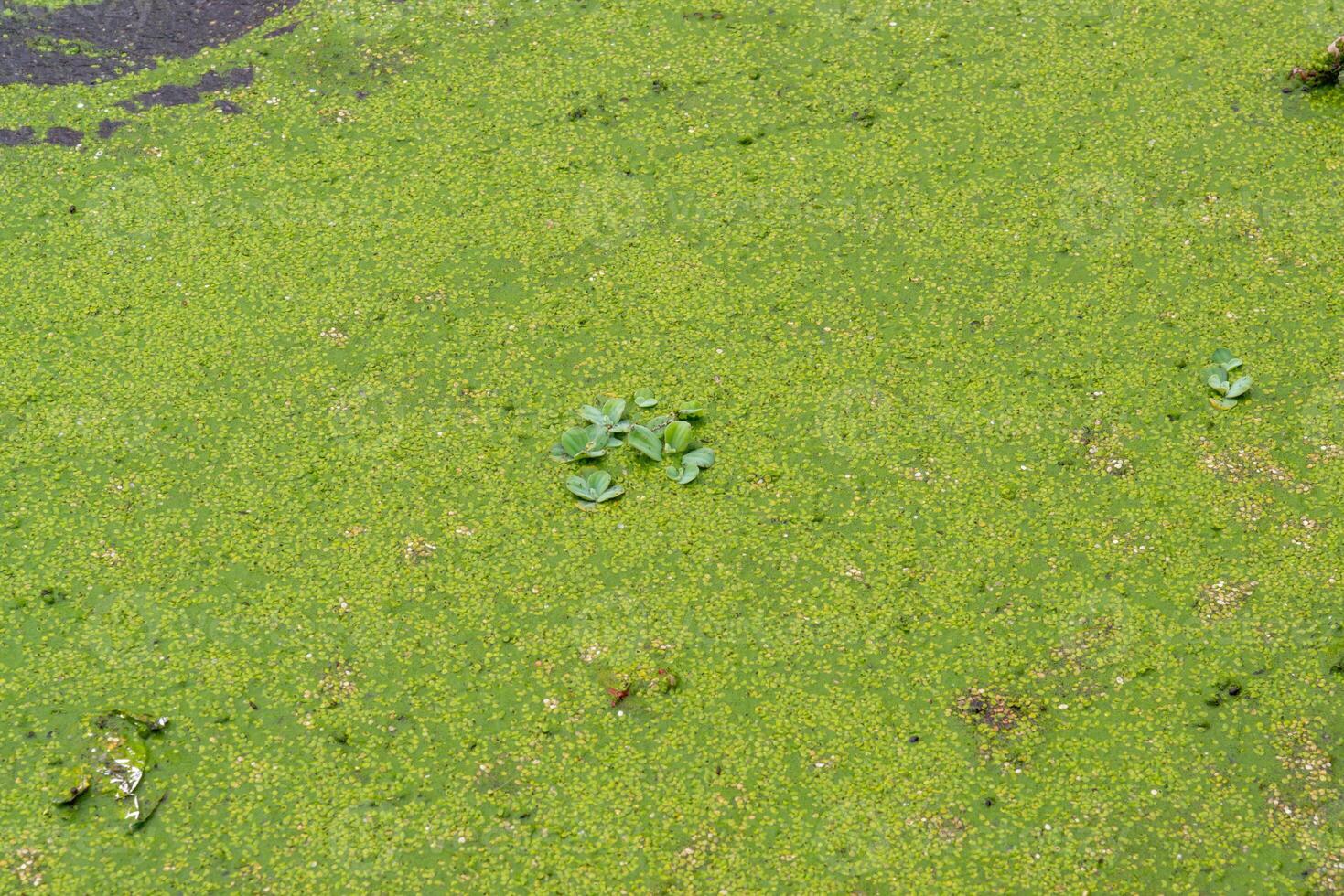 Tropical Pistia in a lake completely overgrown with duckweed and Wolffia in Odessa photo