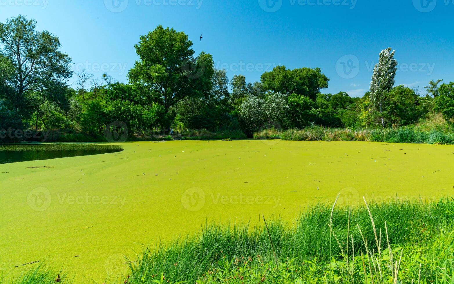 Aquatic plants floating on the surface of the water Pistia stratiotes among duckweed and Wolffia photo