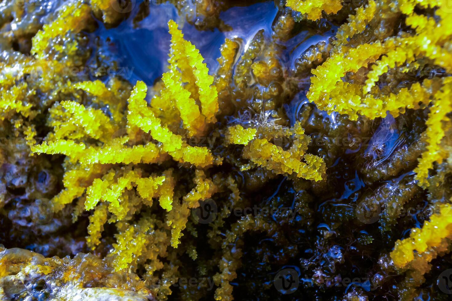 Chondrophycus sp., CERAMIALES, RHODOPHYTA, algae on the rocks in the splash zone on the island of Gozo, Malta photo