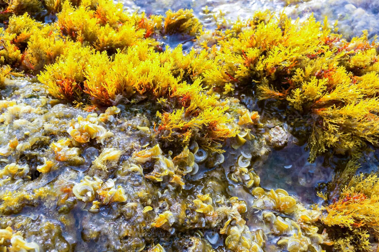 Chondrophycus sp., CERAMIALES, RHODOPHYTA, algae on the rocks in the splash zone on the island of Gozo, Malta photo