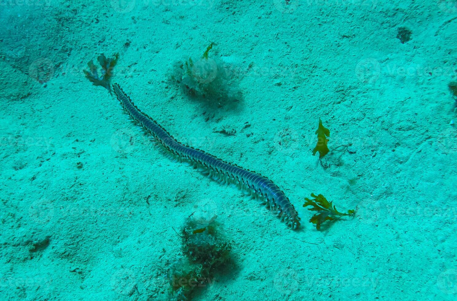 Bearded Fireworm Hermodice carunculata, dangerous poisonous marine worm crawls on the sand at the bottom of the sea, Malta photo