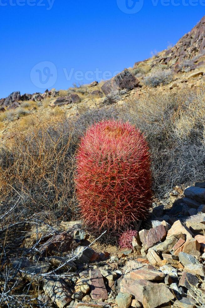 Desert mountain landscape with cacti. Desert barrel cactus Ferocactus cylindraceus, Joshua Tree National Park, south California photo