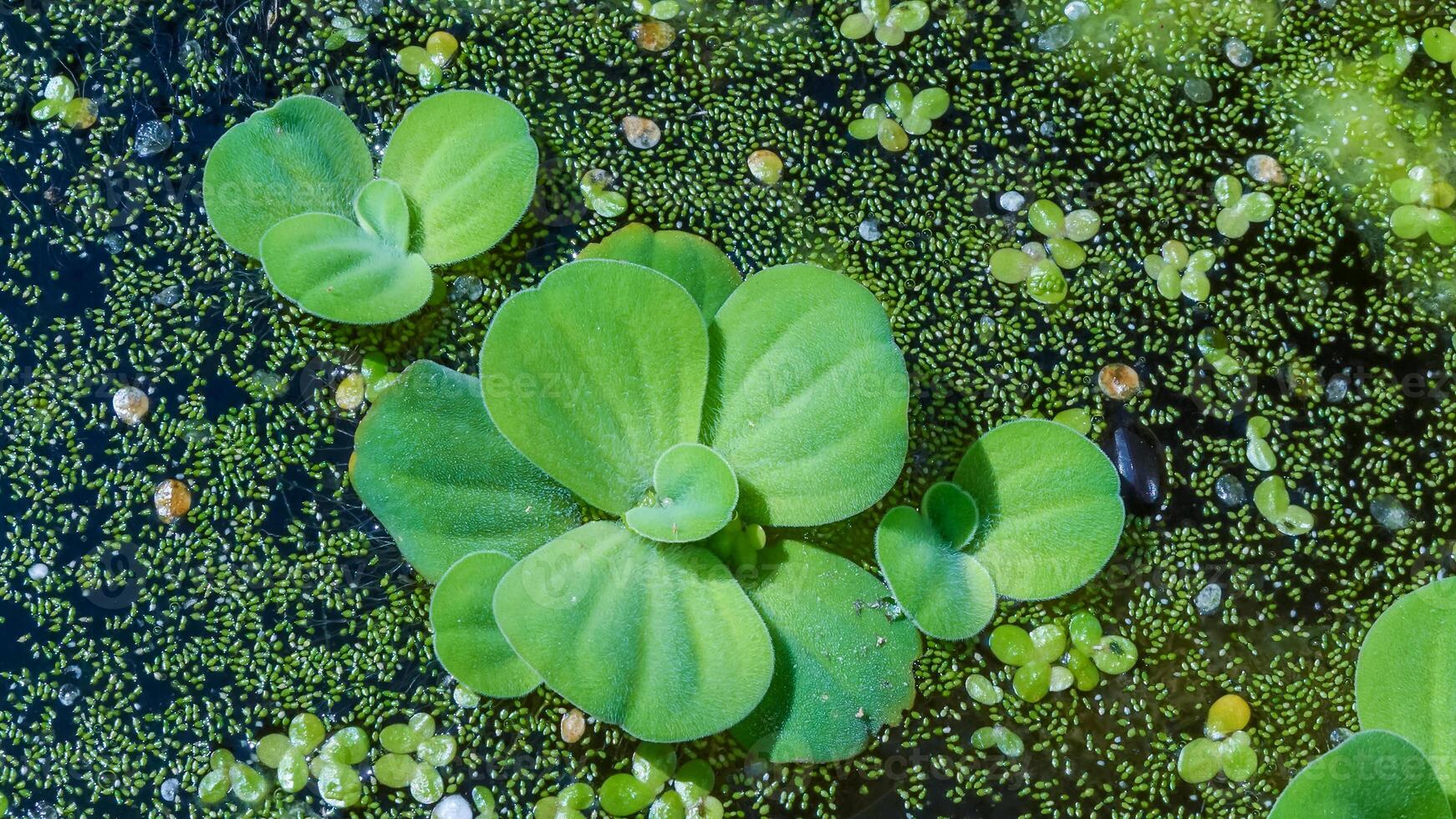 The smallest flowering plant Wolffia arrhiza and duckweed Lemna turionifera photo