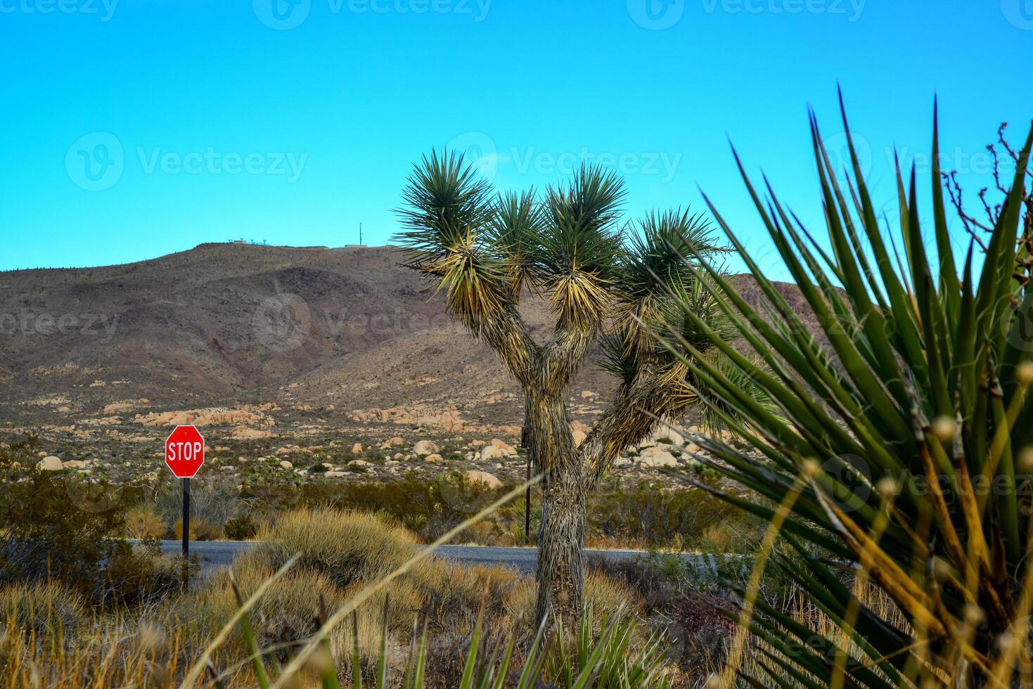 Landscape of stone desert in California, Joshua Tree - a giant yucca in Joshua Tree National Park photo