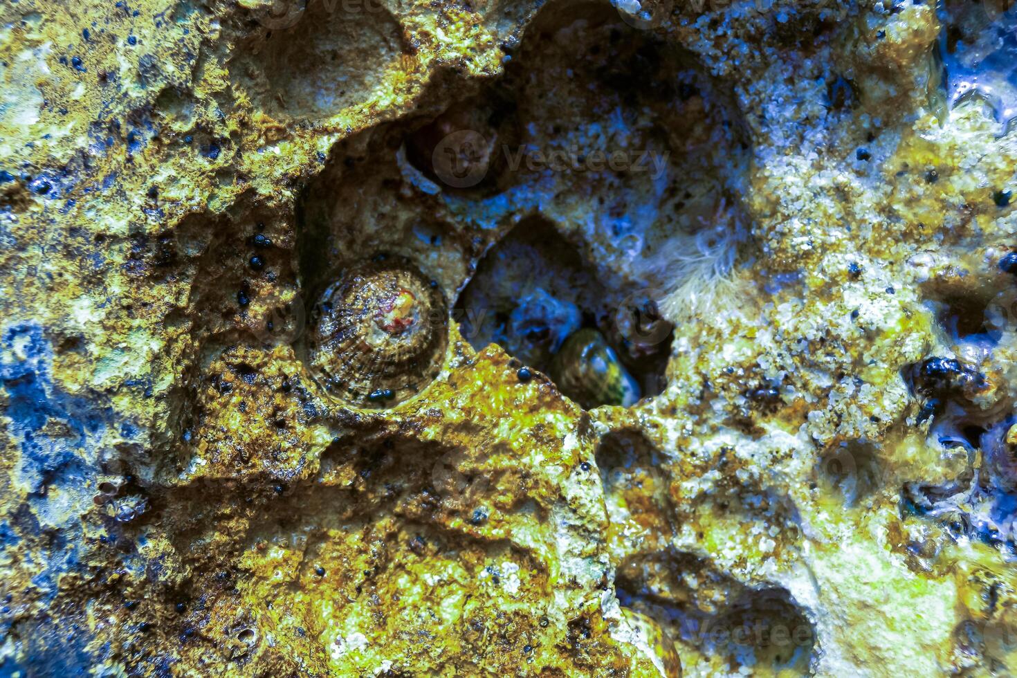 Mediterranean limpet and rayed Mediterranean limpet Patella caerulea, Malta photo