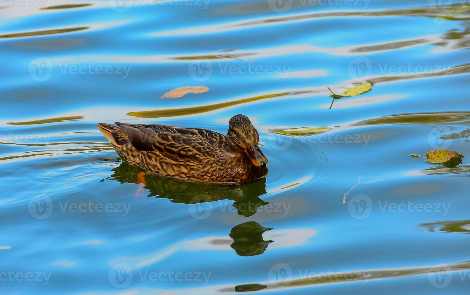 The female mallard or wild duck Anas platyrhynchos swims in green water photo