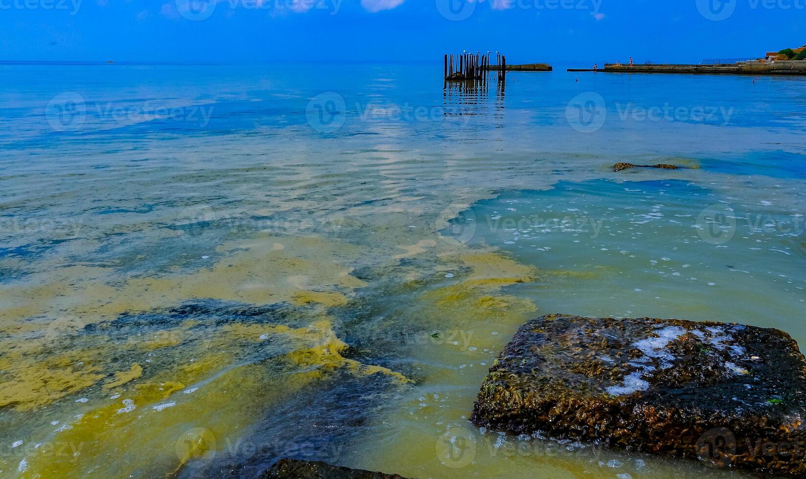 Nodularia spumigena, ecological disaster, a toxic blue-green algae bloom in the Black Sea photo