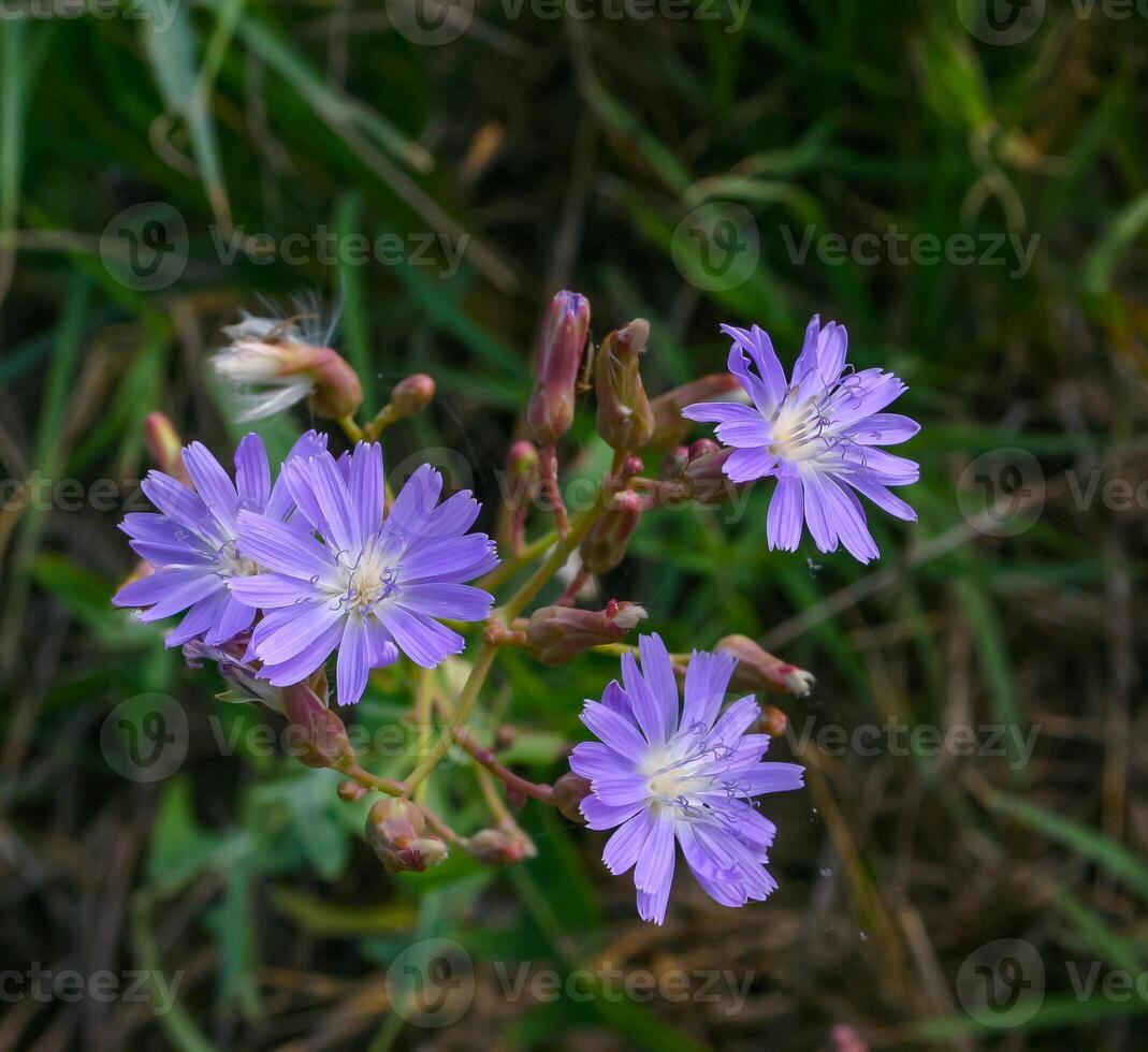 Purple flowers of the edible medicinal plant Cichorium on the shore of the salty Tiligul estuary, Ukraine photo