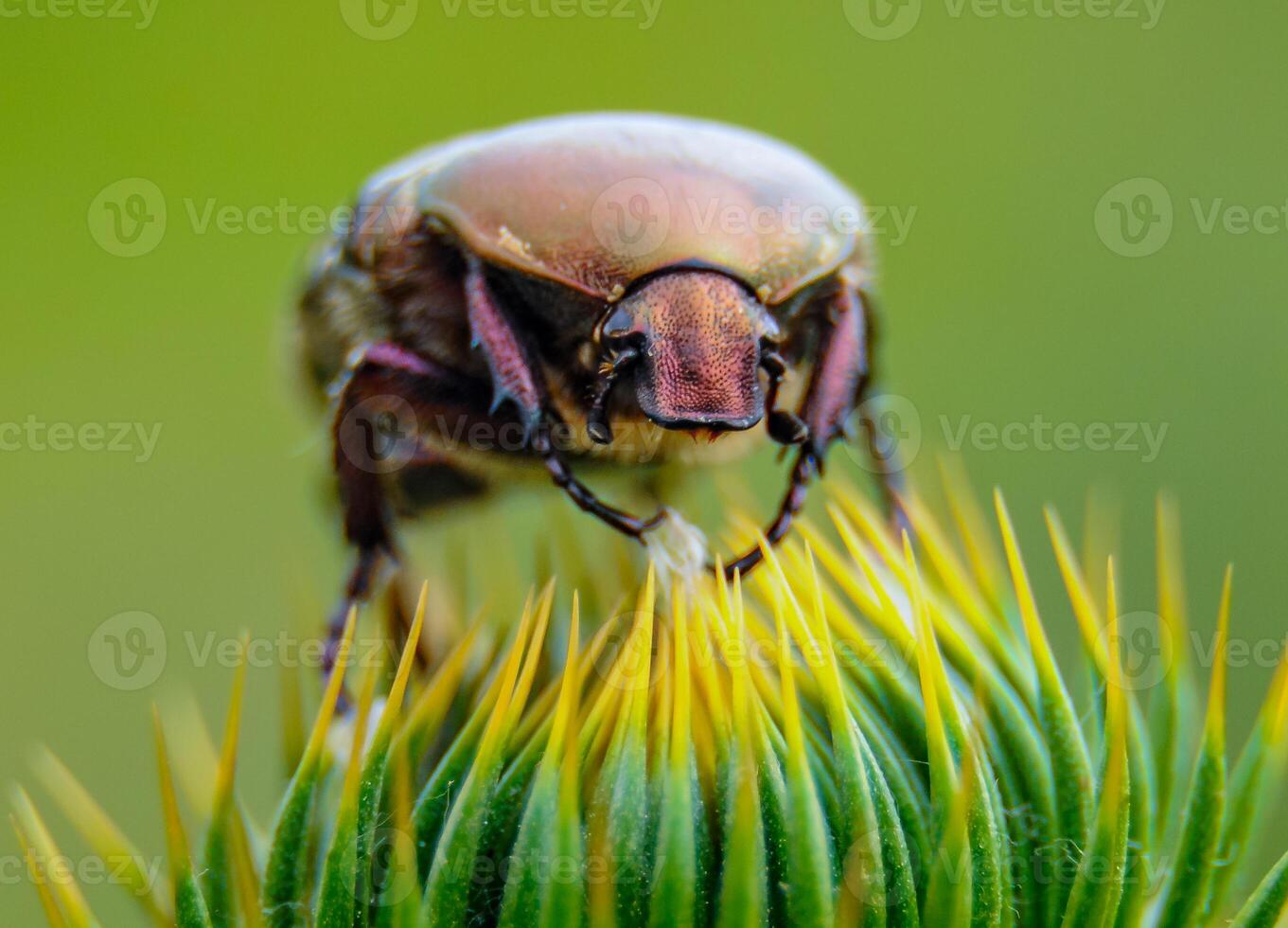 Protaetia cuprea, large green beetle on a prickly flower photo