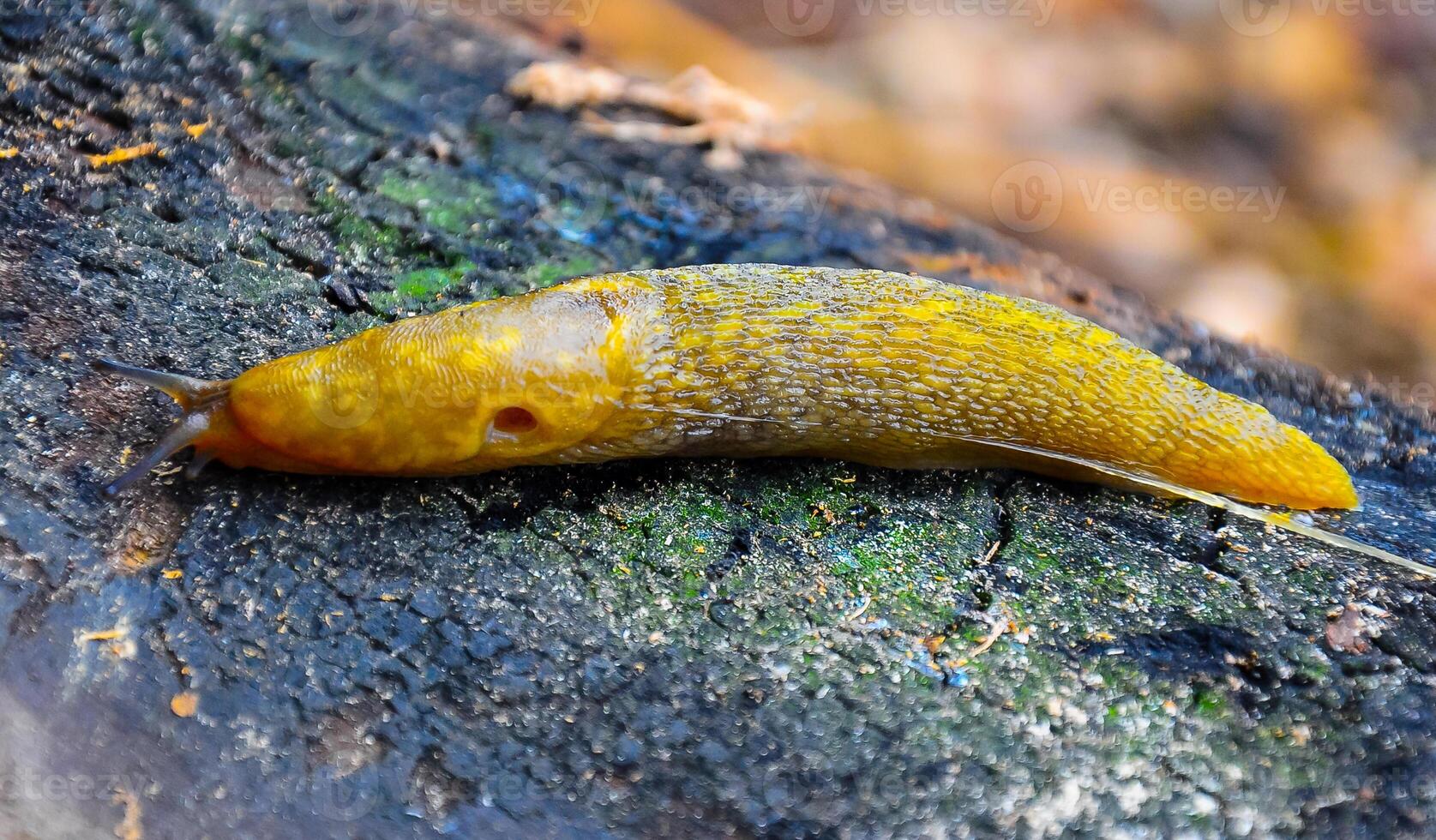 A yellow slippery Slug crawls along the ground. Agricultural pest photo
