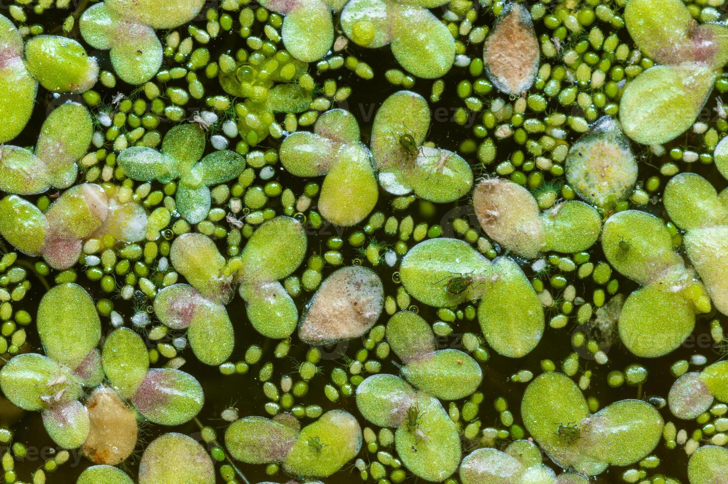 Small green aphids on Spotless watermeal Wolffia arrhiza, duckweed Lemna turionifera photo