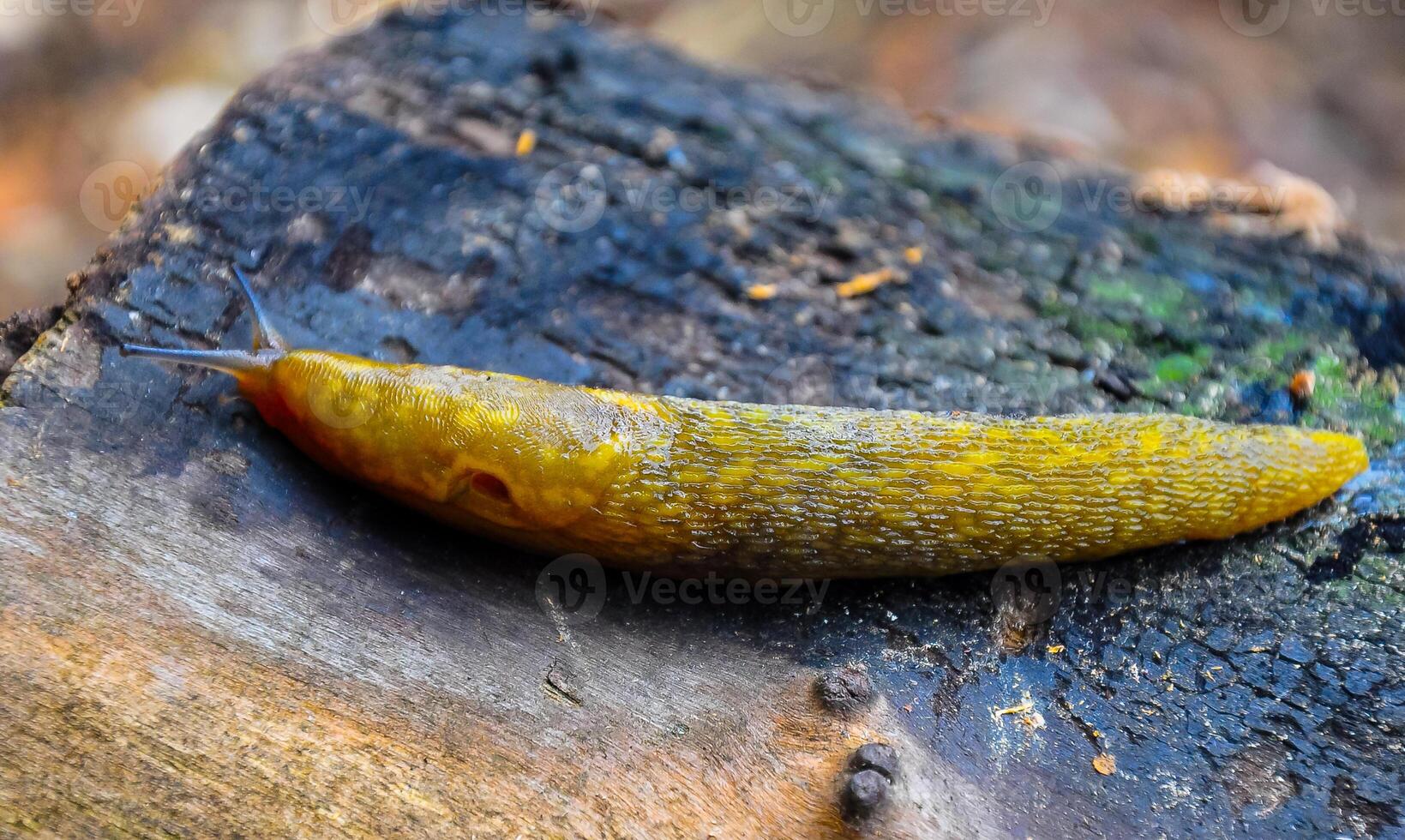 A yellow slippery Slug crawls along the ground. Agricultural pest photo