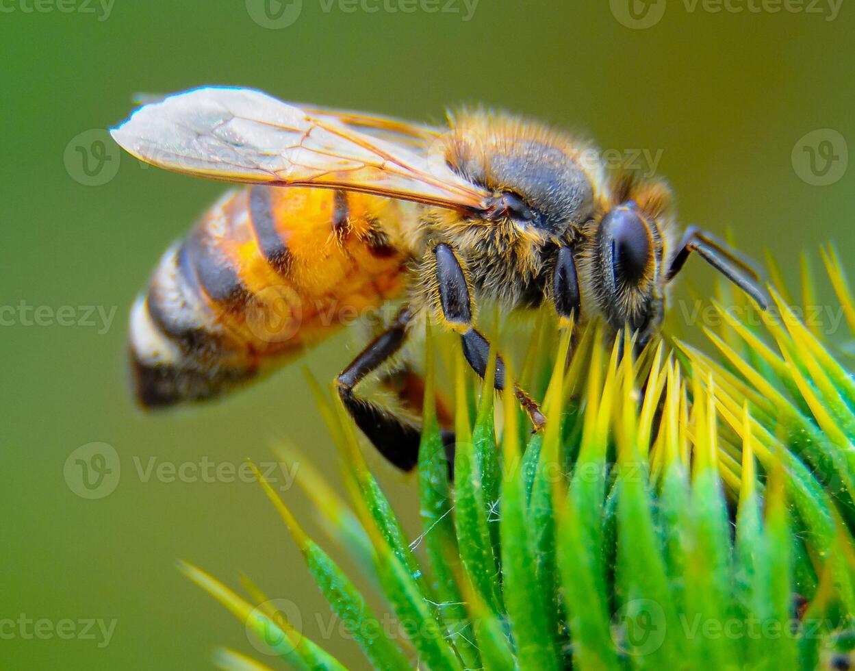 Honeybee collecting nectar on a thistle flower photo