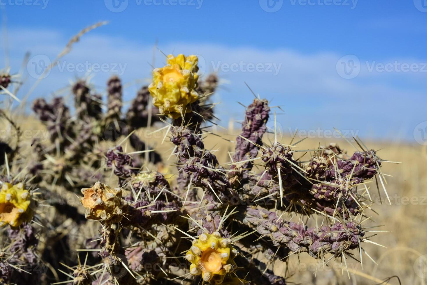 Cylindropuntia versicolor Prickly cylindropuntia with yellow fruits with seeds. Arizona cacti, USA photo
