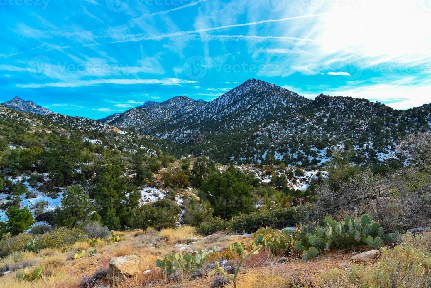 Coniferous forest and snow-capped mountains against a blue sky, frost-resistant cacti photo