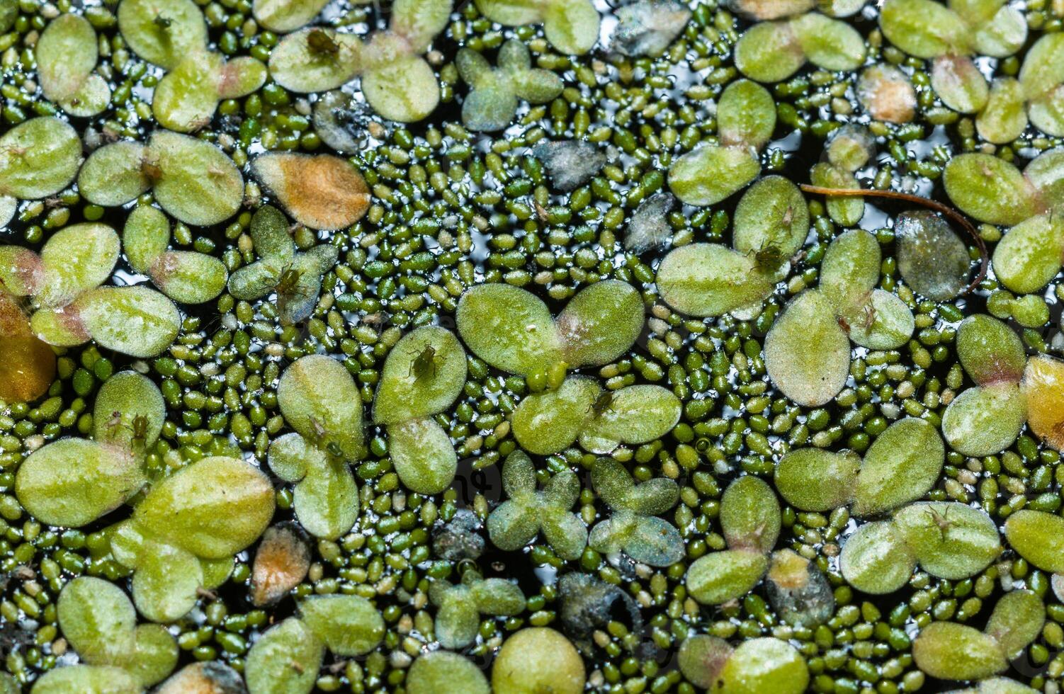 Small green aphids on Spotless watermeal Wolffia arrhiza, duckweed Lemna turionifera photo