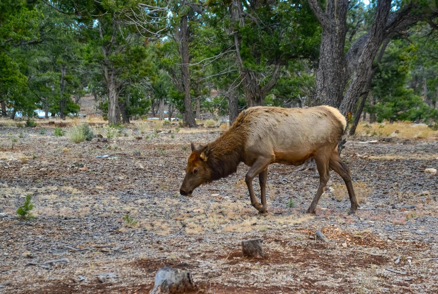 Hornless big deer eats dry grass in the Grand Canyon area, Arizona USA photo