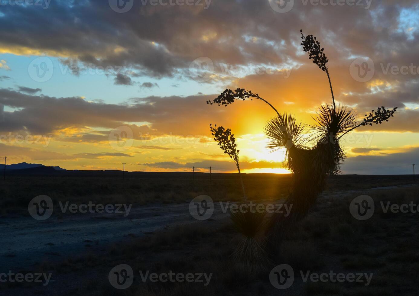 Orange sunset against the backdrop of a large Yucca plant in New Mexico photo