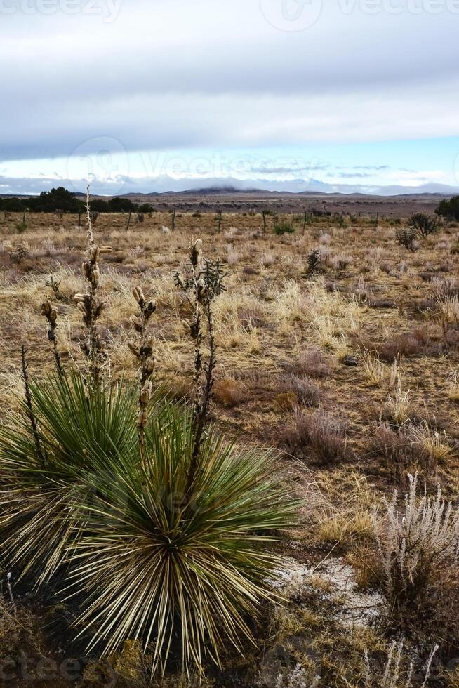 Desert landscape, yucca, cacti and desert plants on the prairies in New Mexico photo