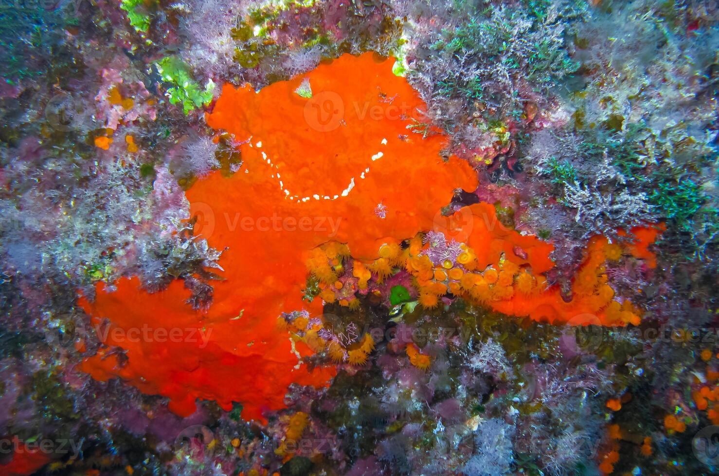 Vibrant yellow and red sea sponges in an underwater cave on the island of Gozo, Malta photo
