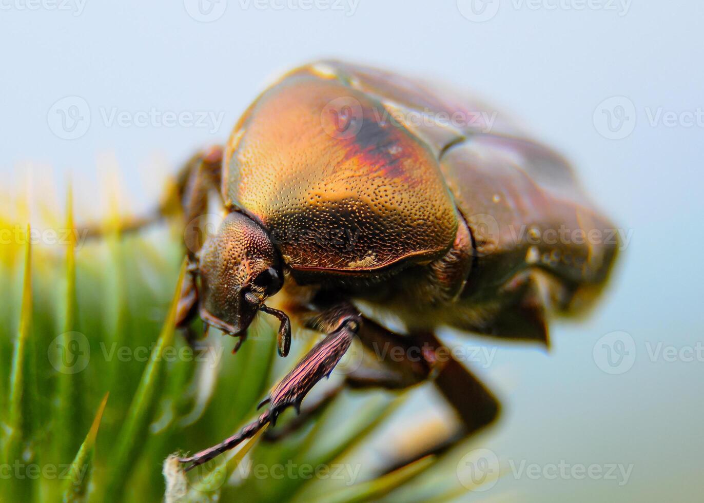 Protaetia cuprea, large green beetle on a prickly flower photo
