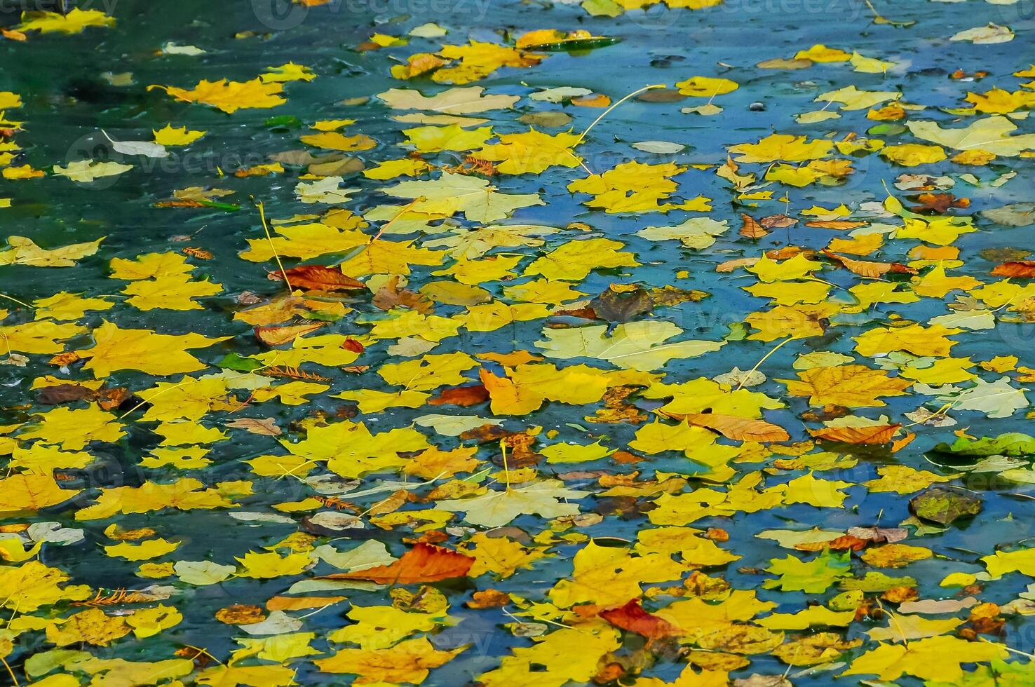 Yellow leaves on the surface of the water in the lake, Uman photo