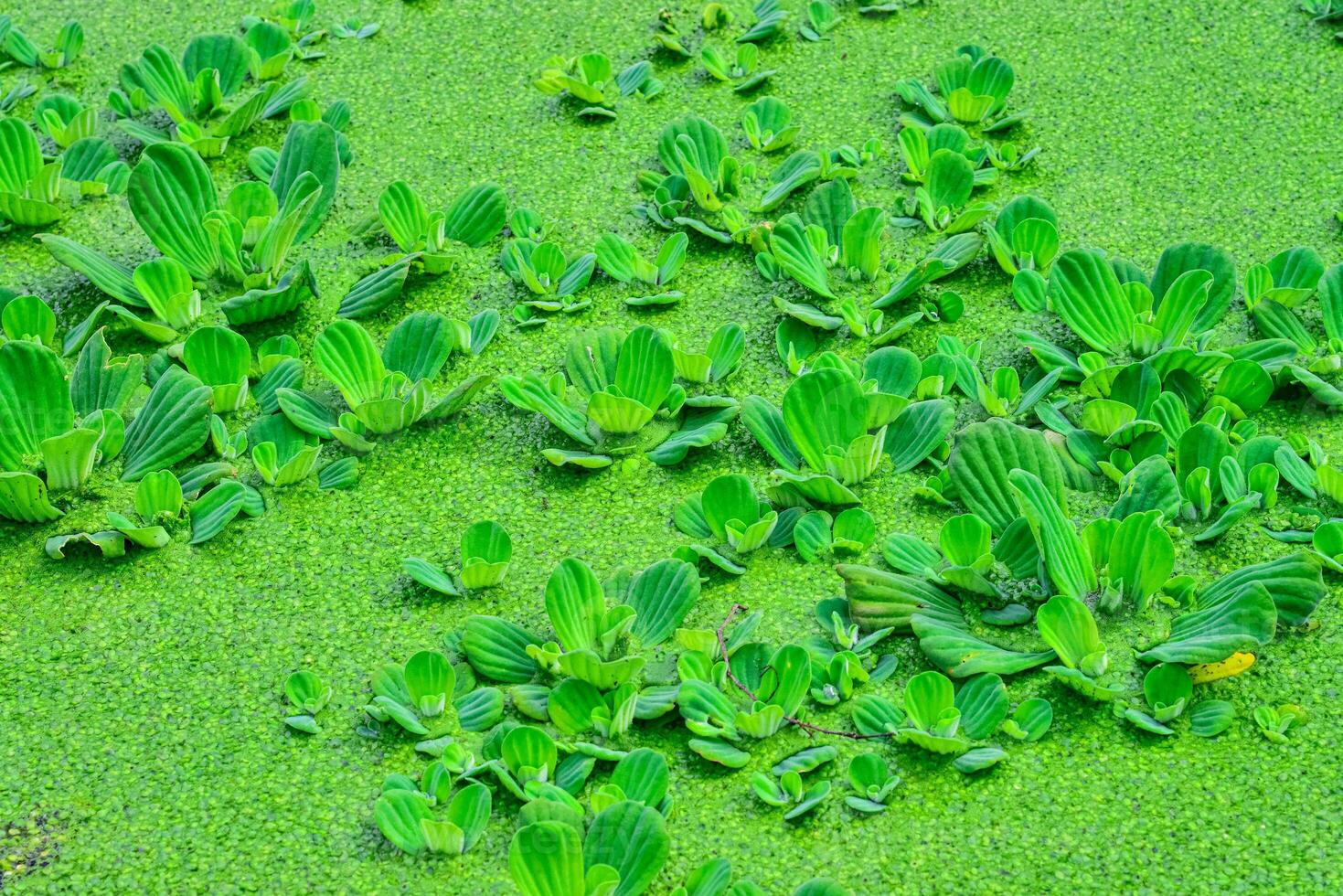 Floating aquatic plants Pistia stratiotes among duckweed and Wolffia in a stagnant pond photo