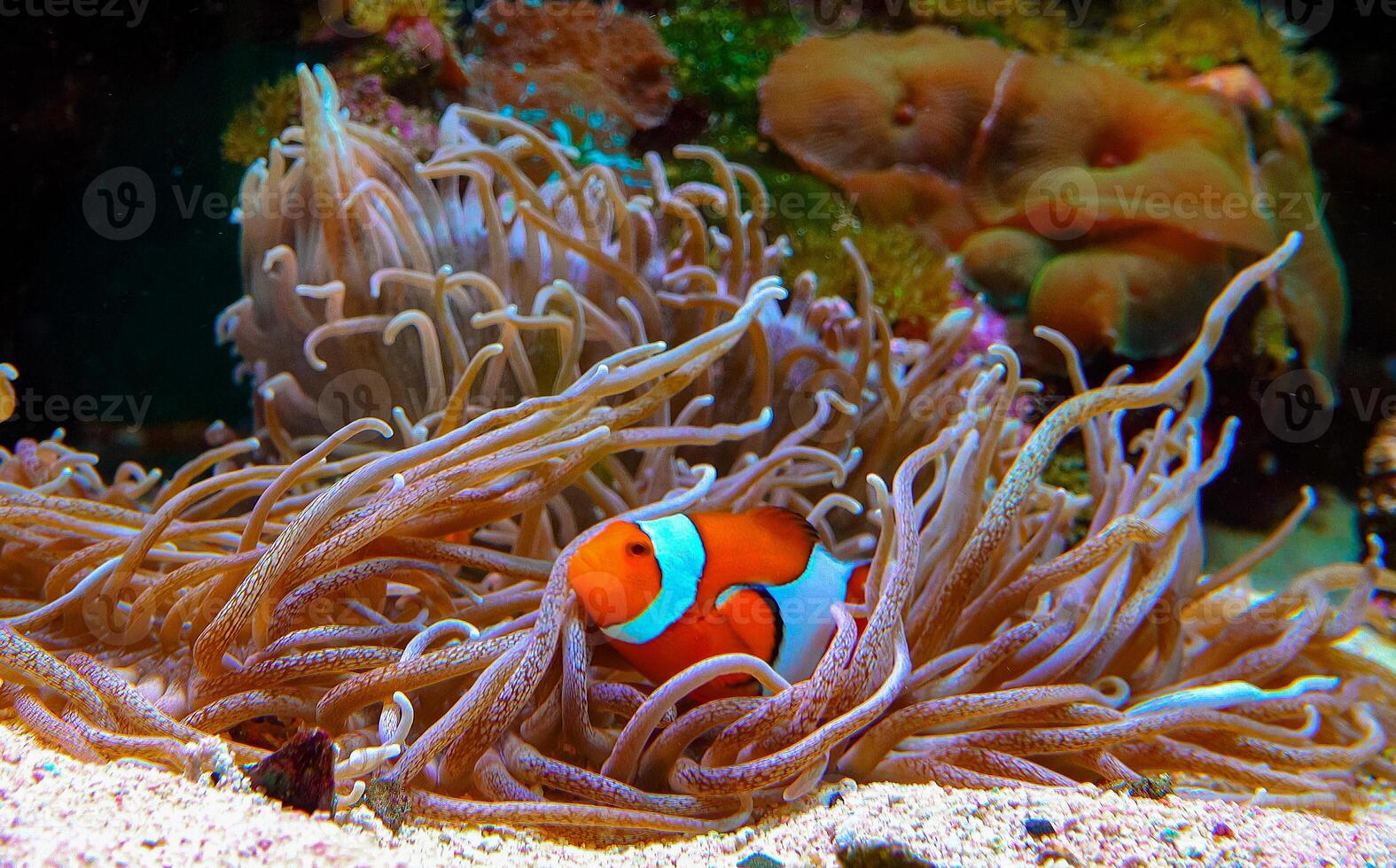 Clown fish, Anemonefish Amphiprion ocellaris swim among the tentacles of anemones photo