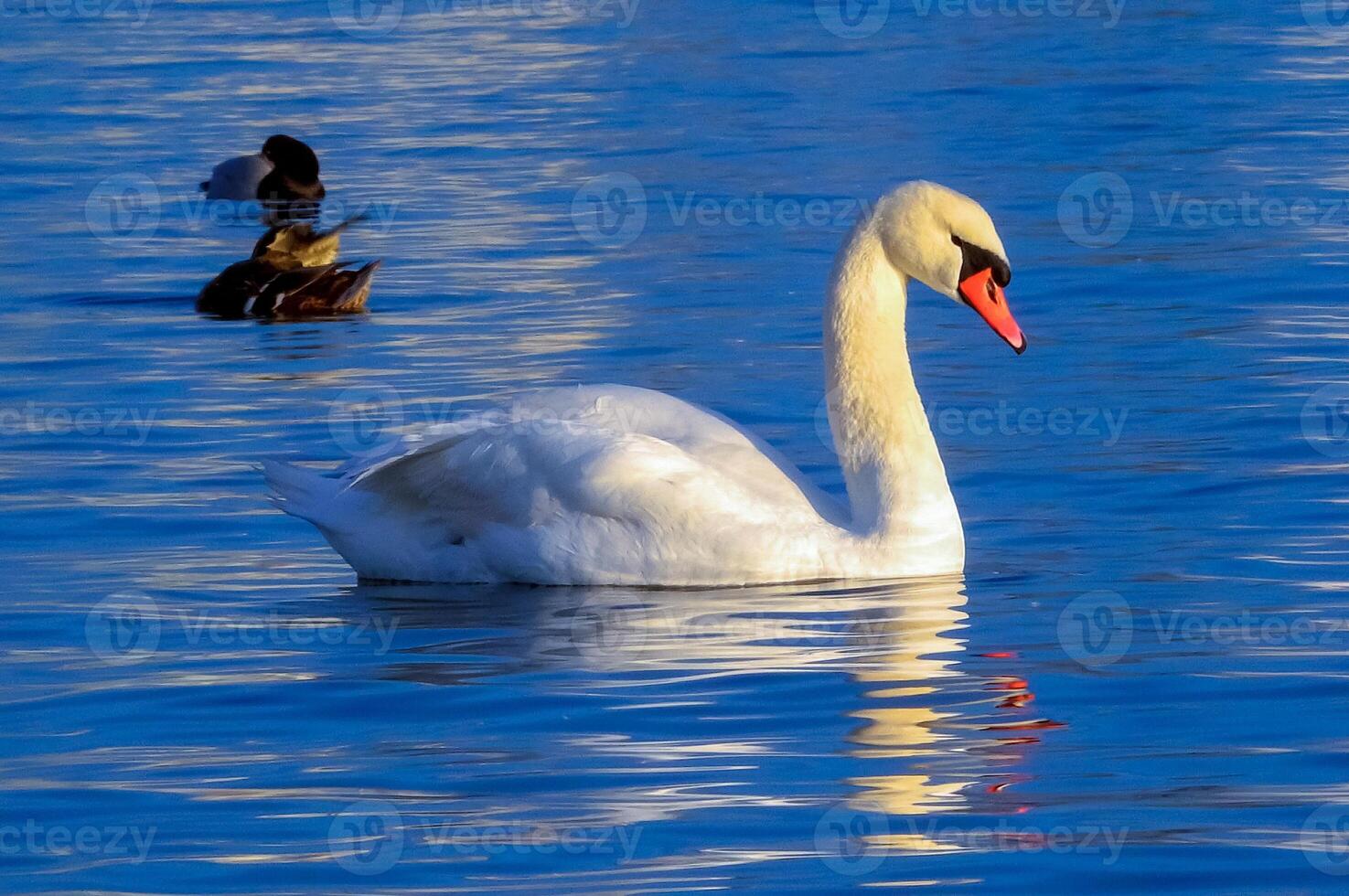 Birds of Europe. Mute swan Cygnus olor, gulls and ducks - wintering waterfowl in the Black Sea photo