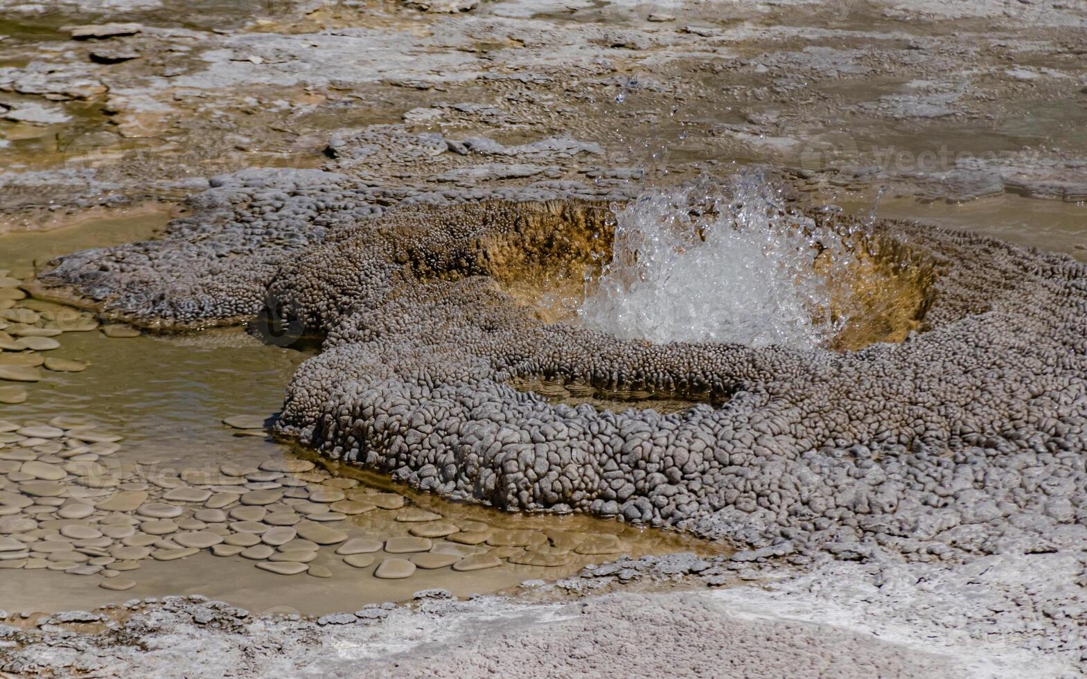 Boiling water bubbler Geyser. Active geyser with major eruptions. Yellowstone NP, Wyoming, US photo