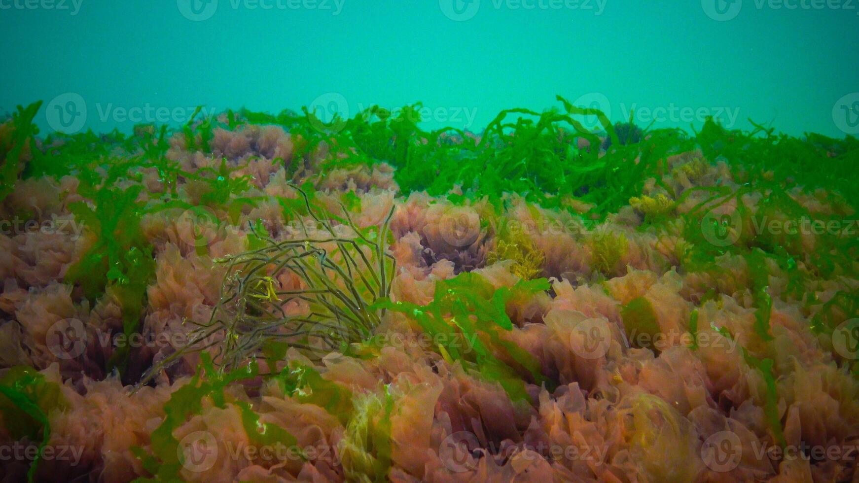 Underwater landscape, Black Sea. Green, red and brown algae on the seabed photo