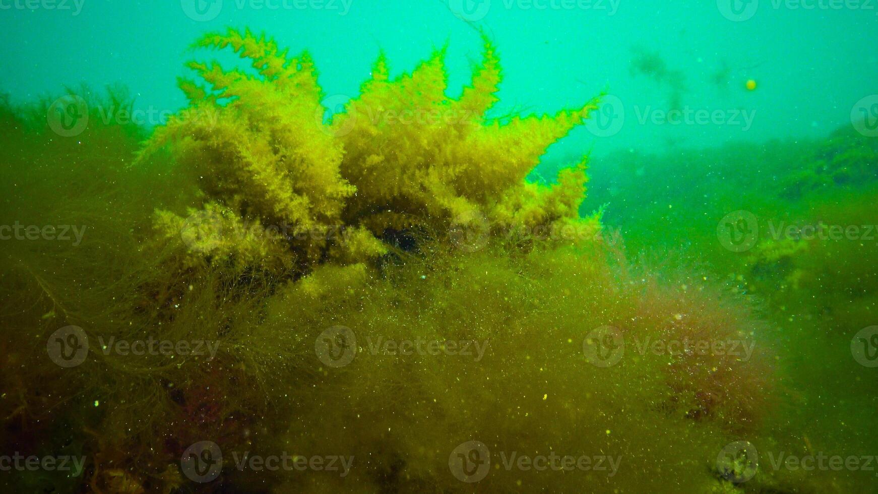 Black Sea, Hydroids Obelia, coelenterates, Macrophytes Red and Green algae photo