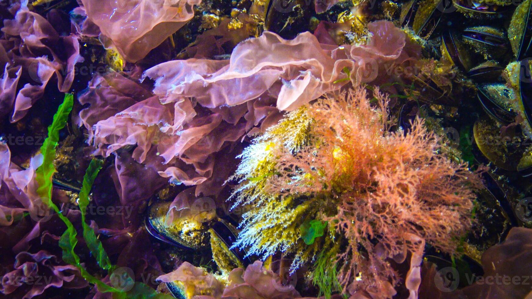 Underwater landscape, Black Sea. Green, red and brown algae on the seabed photo