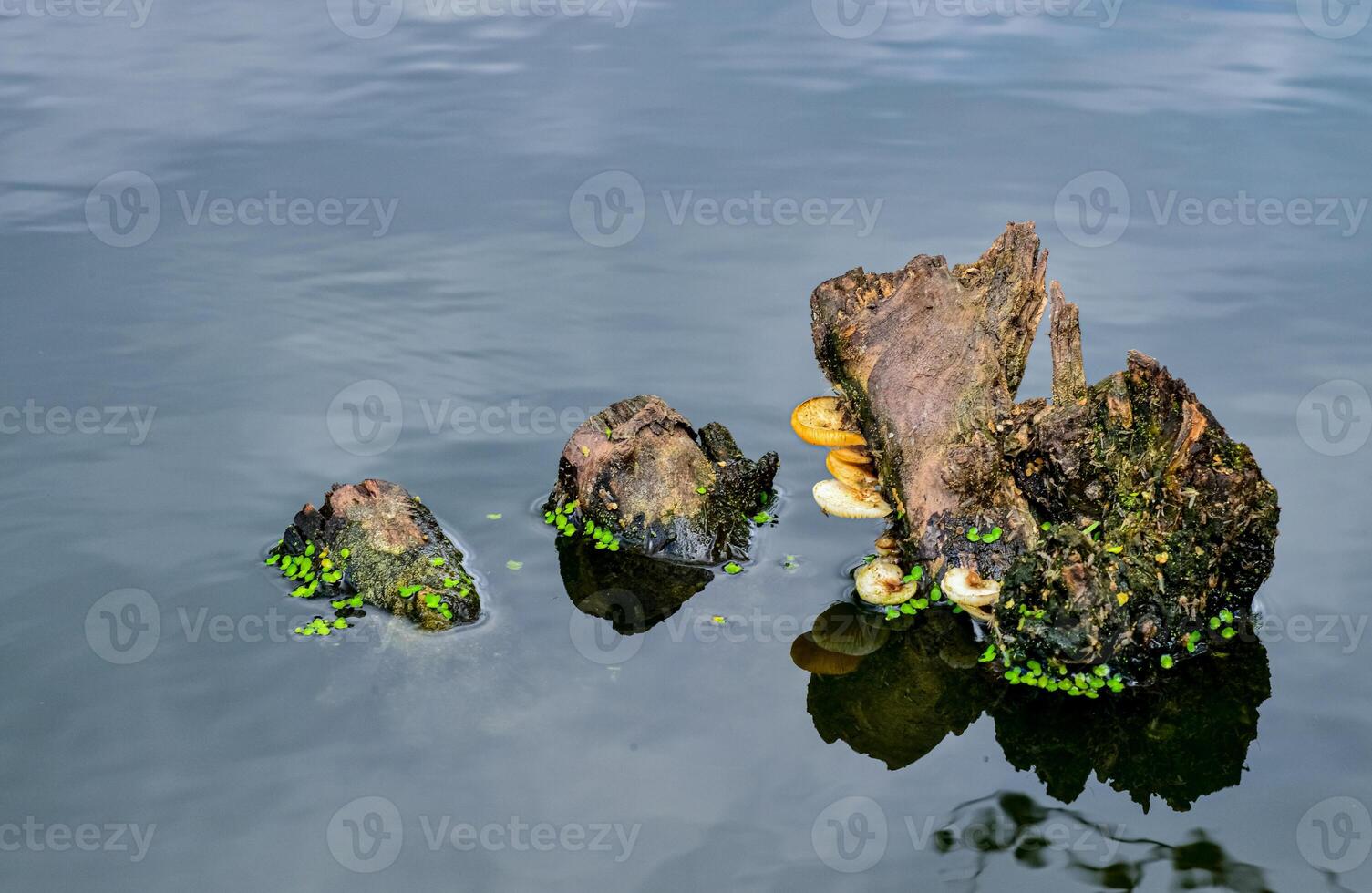 Tree mushrooms grow on an old tree sticking out of the water in a lake photo