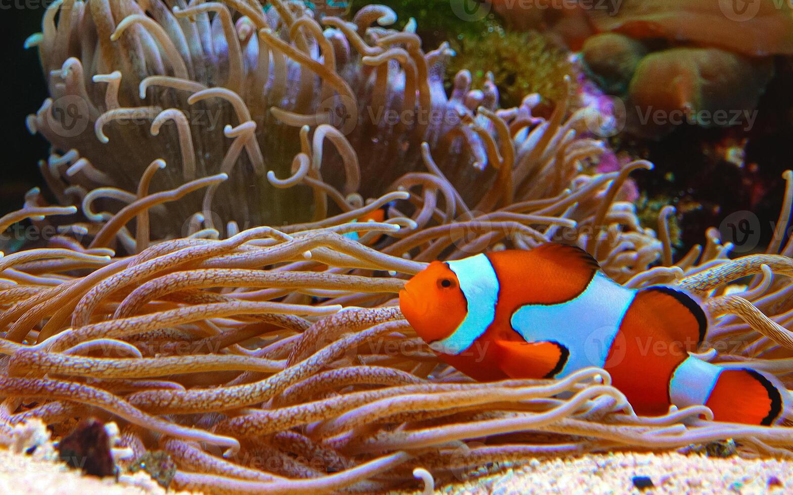 Clown fish, Anemonefish Amphiprion ocellaris swim among the tentacles of anemones photo