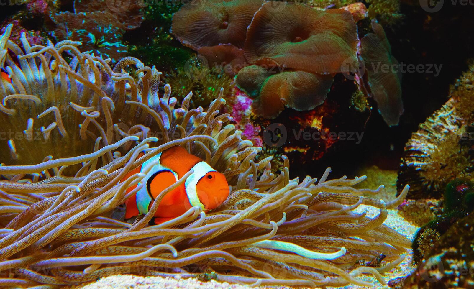 Clown fish, Anemonefish Amphiprion ocellaris swim among the tentacles of anemones photo