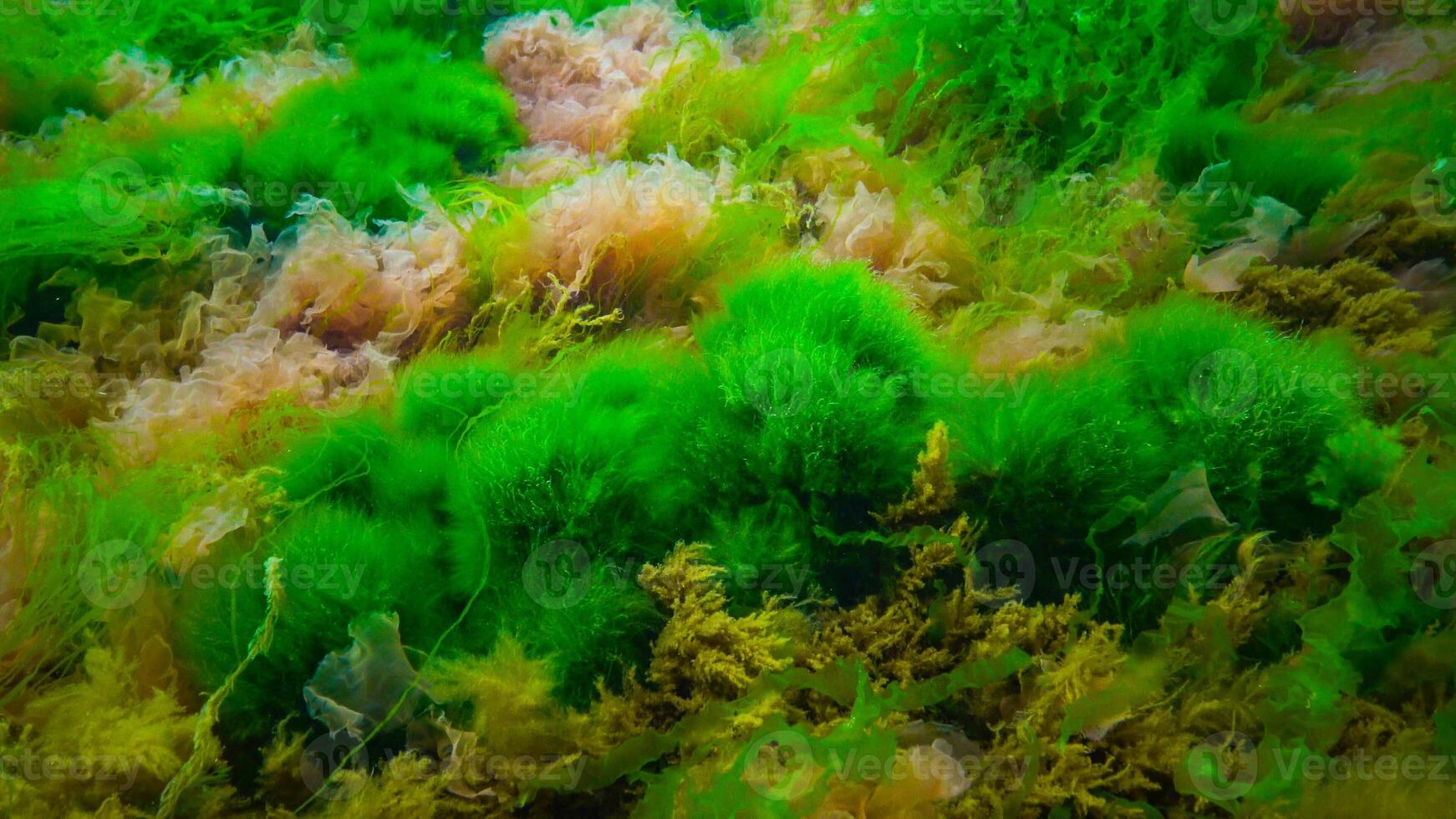 Underwater landscape, Black Sea. Green, red and brown algae on the seabed photo