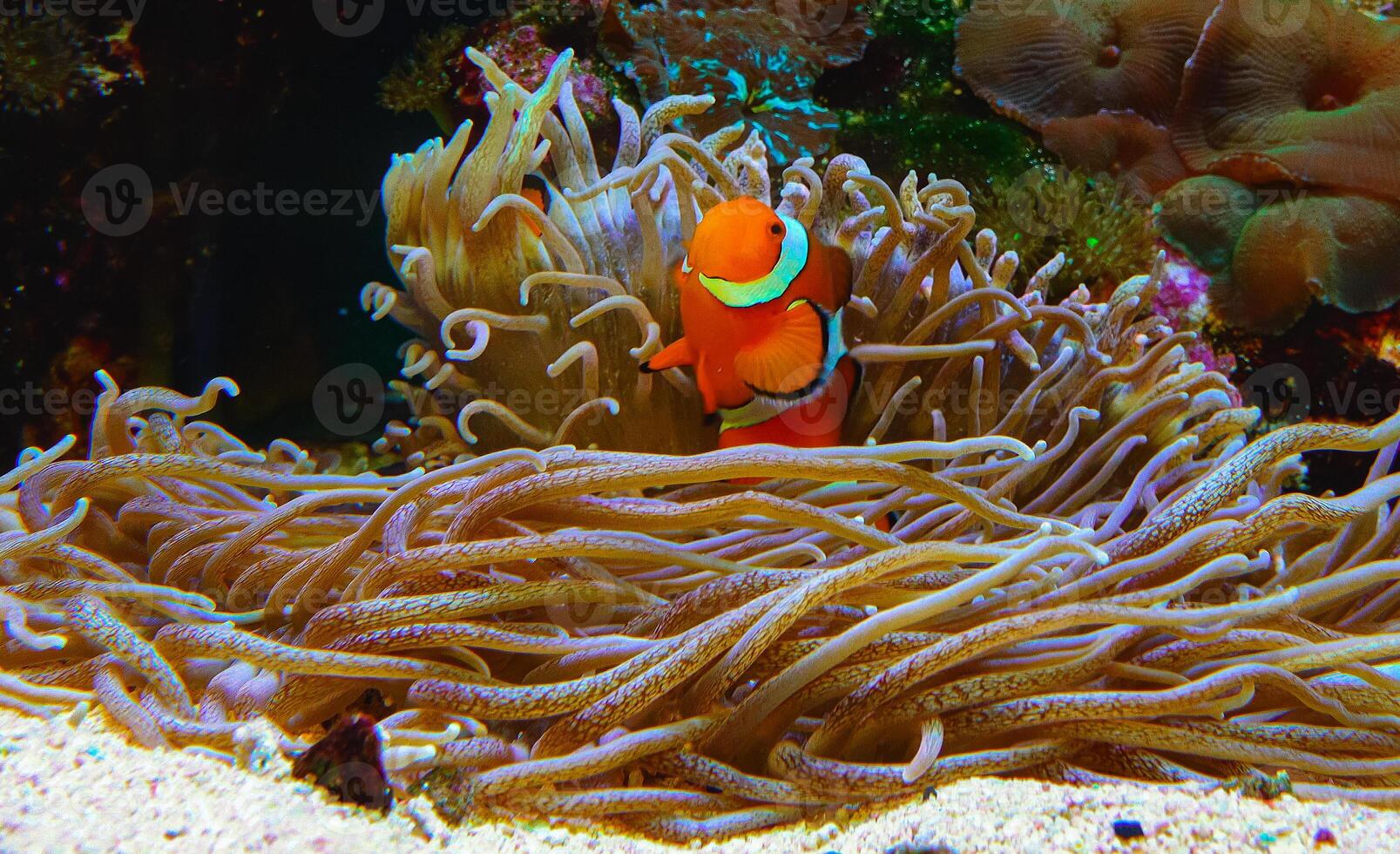 Clown fish, Anemonefish Amphiprion ocellaris swim among the tentacles of anemones photo