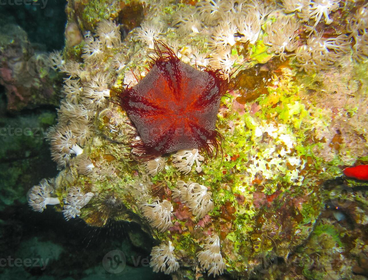 Sea urchin among soft and calcareous corals on a rock underwater, Egypt Red Sea photo