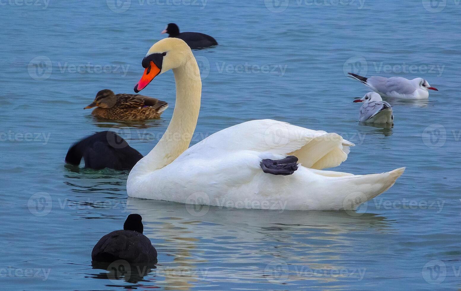Birds of Europe. Mute swan Cygnus olor, gulls and ducks - wintering waterfowl in the Black Sea photo