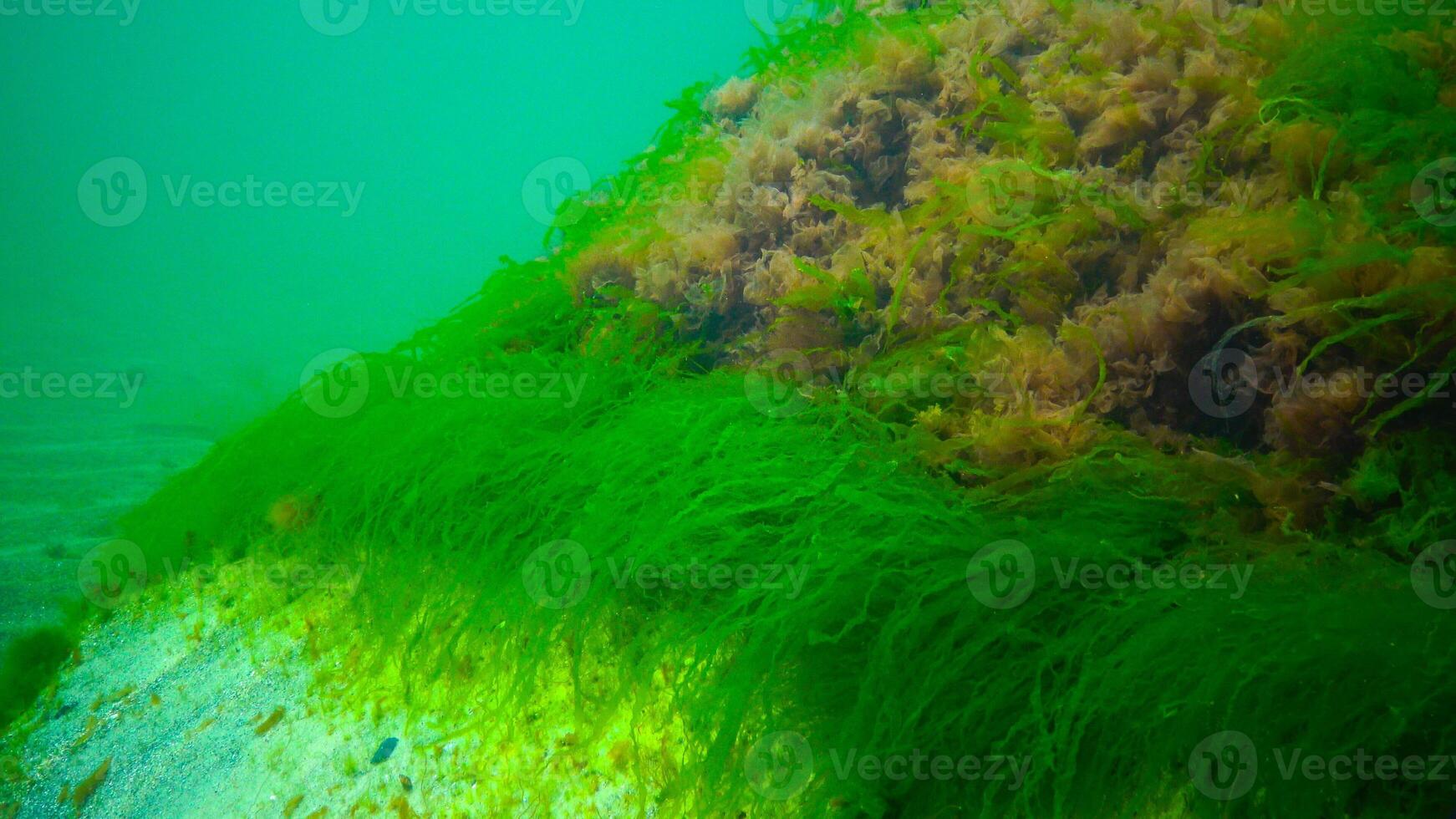 Underwater landscape, Black Sea. Green, red and brown algae on the seabed photo