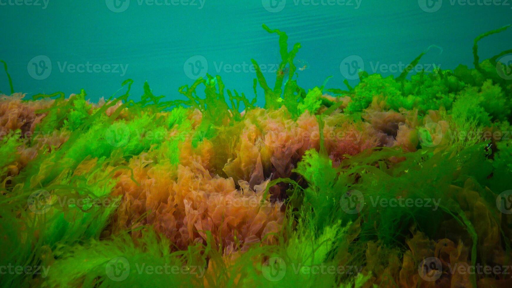 Underwater landscape, Black Sea. Green, red and brown algae on the seabed photo