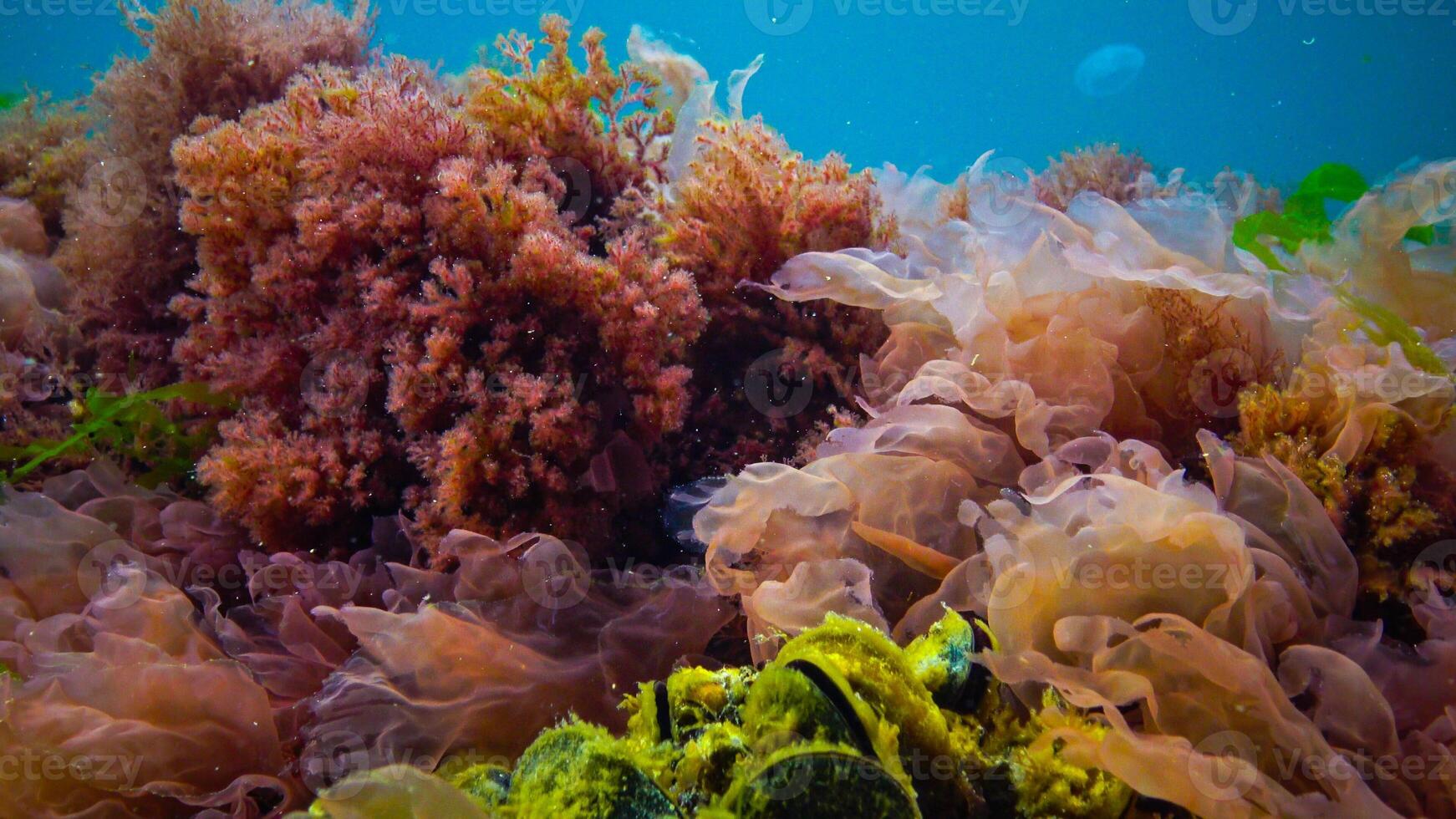 Underwater landscape, Black Sea. Green, red and brown algae on the seabed photo