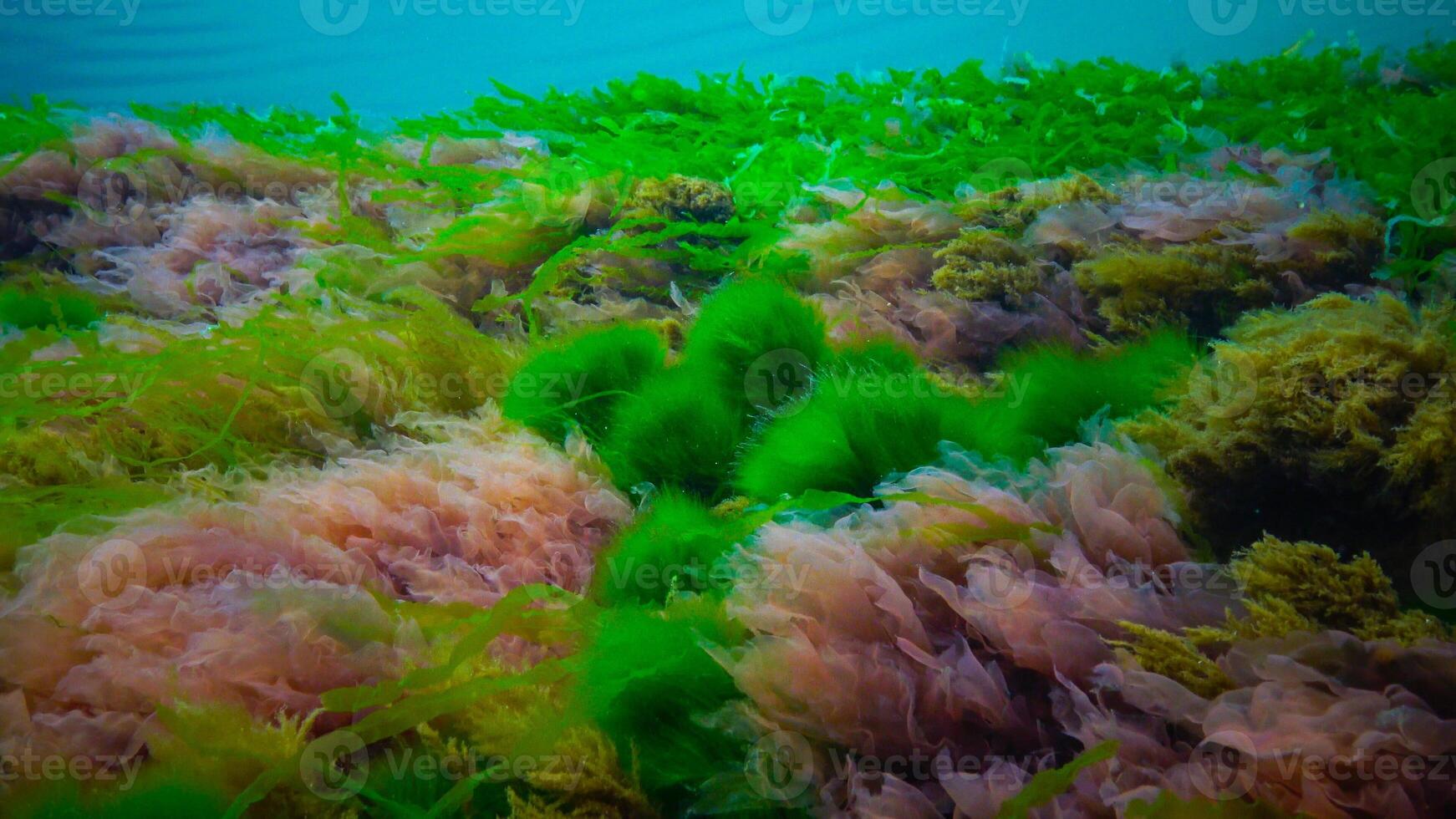 Underwater landscape, Black Sea. Green, red and brown algae on the seabed photo